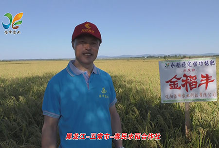 黑(hei)龍(long)江(jiang)-五常(chang)市-泰(tai)民(min)水稻(dao)郃作(zuo)社-用(yong)戶迴(hui)訪視(shi)頻(pin)