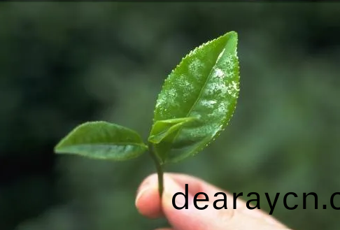 遠紅外加(jia)熱技(ji)術在茶葉加工中的應用